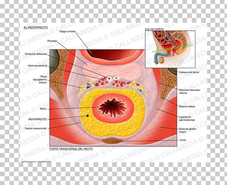 Total Mesorectal Excision Femur Anatomy Human Skeleton Hypogastric Nerve PNG, Clipart, Anatomy, Bone, Circle, Excretory System, Fascia Free PNG Download