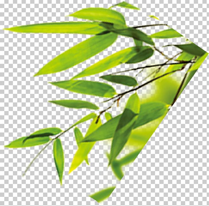 Bamboo Leaf Bamboe PNG, Clipart, Bamboo Leaves, Banana Leaves, Branch, Chimonobambusa Quadrangularis, Download Free PNG Download