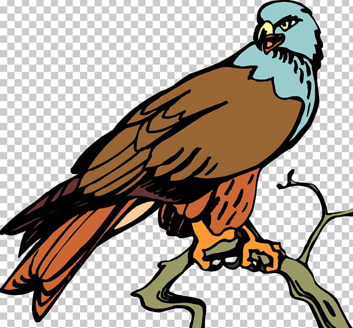 Bird Of Prey Hawk Beak Eagle PNG, Clipart, Animal, Animals, Artwork, Beak, Bird Free PNG Download
