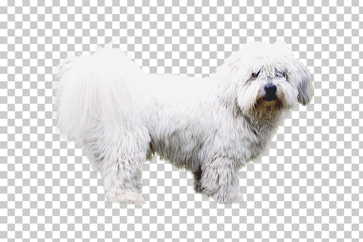 Maltese Dog Havanese Dog Coton De Tulear Little Lion Dog Bichon Frise PNG, Clipart, Bichon, Carnivoran, Companion Dog, Dog Breed, Dog Breed Group Free PNG Download