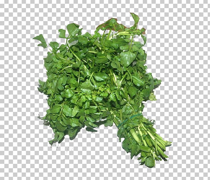 Parsley Watercress Spinach Coriander Spring Greens PNG, Clipart, Amaranth, Calorie, Coriander, Fines Herbes, Food Free PNG Download