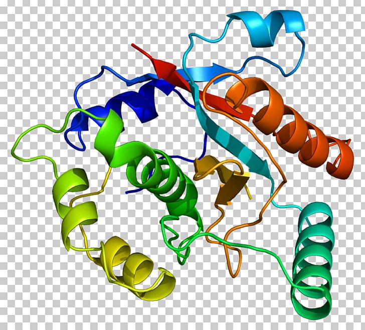 UCHL3 Ubiquitin Carboxy-terminal Hydrolase L1 Deubiquitinating Enzyme Gene PNG, Clipart, Animal, Animal Figure, Artwork, Body Jewelry, Cancer Free PNG Download