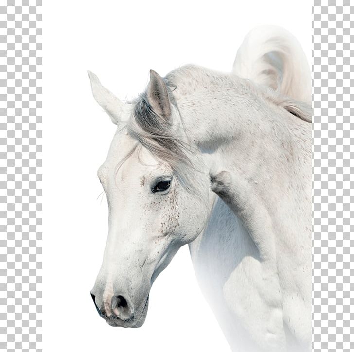 Arabian Horse Stallion White Stock Photography Gray PNG, Clipart, Arabian Horse, Bay, Black, Colt, Desktop Wallpaper Free PNG Download