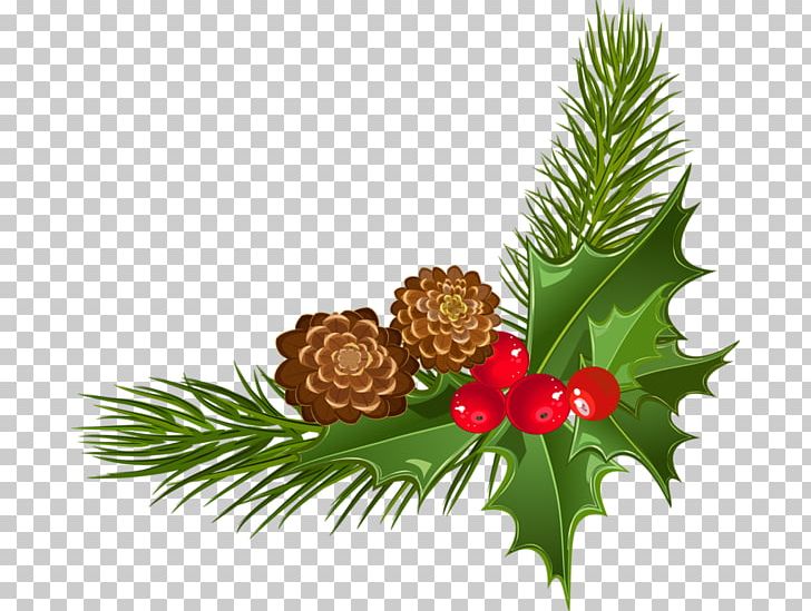 Christmas Ornament Fruit PNG, Clipart, Aquifoliaceae, Branch, Christmas, Christmas Decoration, Christmas Ornament Free PNG Download