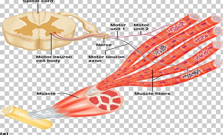 Motor Neuron Nervous System Muscle Contraction PNG, Clipart, Anatomy, Axon, Blood Vessel, Brain, Cerebellum Free PNG Download