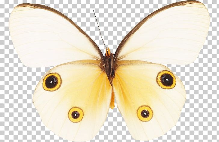 Nymphalidae Pieridae Butterfly Moth PNG, Clipart, Art Museum, Brush Footed Butterfly, Color, Eye, Fauna Free PNG Download