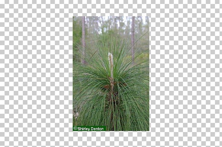 Pine Grasses Palm Trees Biome PNG, Clipart, Arecales, Biome, Evergreen, Family, Florida Free PNG Download