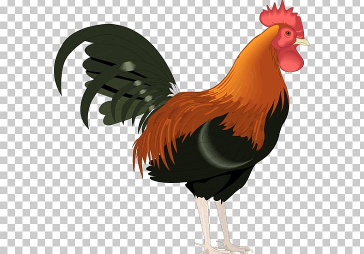 Rooster PNG, Clipart, Animals, Beak, Bird, Chicken, Document Free PNG Download