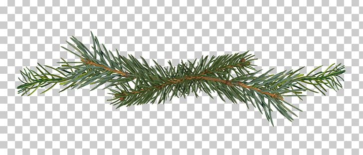 Salix Matsudana Pine Branch Conifer Cone PNG, Clipart, Branch, Christmas Ornament, Christmas Tree, Conifer, Conifer Cone Free PNG Download
