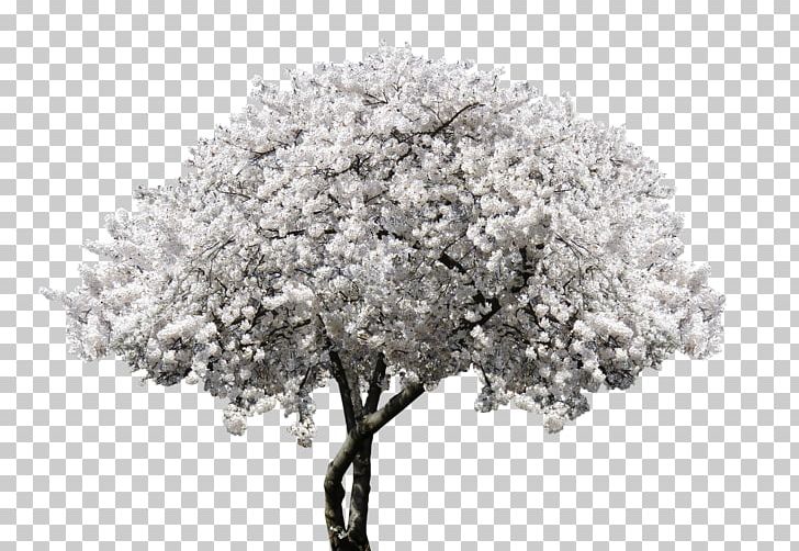 Spring Framework Cherry Blossom Cerasus PNG, Clipart, Audio Video Interleave, Beginning, Black And White, Blossom, Branch Free PNG Download
