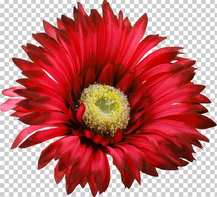 Flower Red PNG, Clipart, Annual Plant, Aster, Clip Art, Closeup, Color Free PNG Download