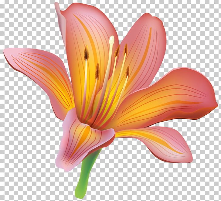 Tiger Lily Easter Lily Lilium Bulbiferum Flower PNG, Clipart, Arumlily, Calla Lily, Closeup, Cut Flowers, Daylily Free PNG Download