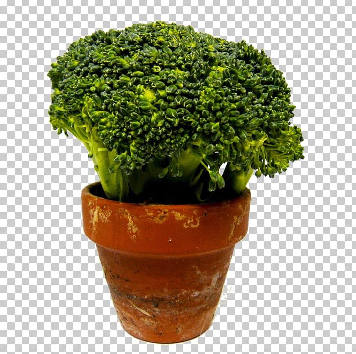 Broccoli Leaf Vegetable Microgreen Food PNG, Clipart, Cauliflower, Chinese Broccoli, Flowerpot, Flower Pot, Food Free PNG Download