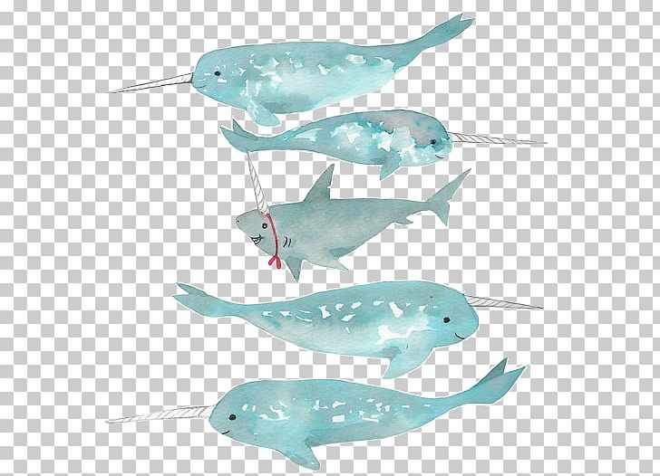 Narwhal Shark Watercolor Painting Drawing Whale PNG, Clipart, Animal, Animals, Art, Cartilaginous Fish, Cetacea Free PNG Download