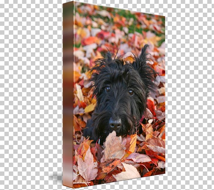 Scottish Terrier Cairn Terrier Irish Terrier Dog Breed PNG, Clipart, Art, Breed, Cairn, Cairn Terrier, Canvas Free PNG Download