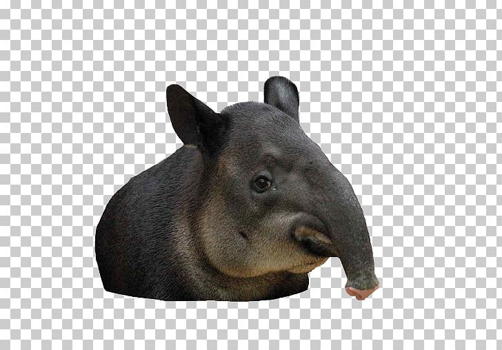 Tapir Animal Lingula Dog Pig PNG, Clipart, Animal, Animals, Barreleye, Brachiopod, Dog Free PNG Download