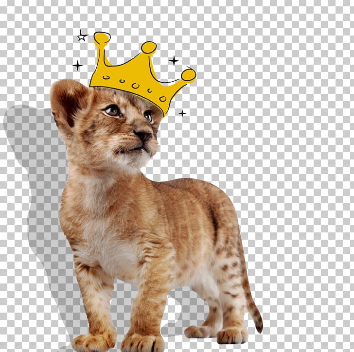 White Lion Stock Photography PNG, Clipart, 247, Animals, Big Cat, Big Cats, Carnivoran Free PNG Download