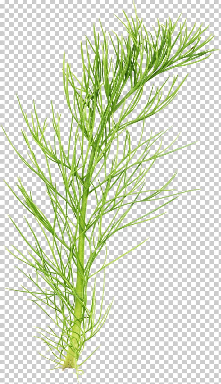 Herbaceous Plant Field Horsetail Plant Stem PNG, Clipart, Aquarium Decor, Branch, Commodity, Digital Image, Equisetum Free PNG Download