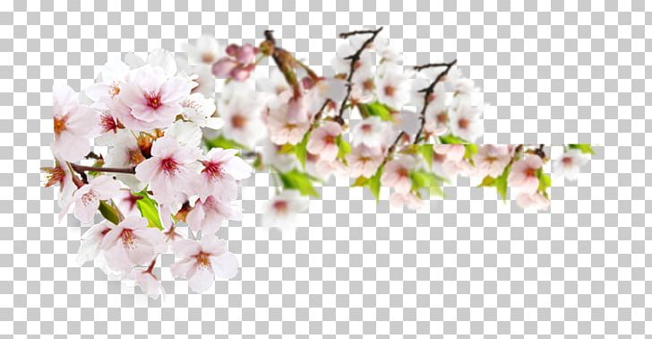 Peach Blossom PNG, Clipart, Blo, Blossom Vector, Branch, Computer Wallpaper, Encapsulated Postscript Free PNG Download