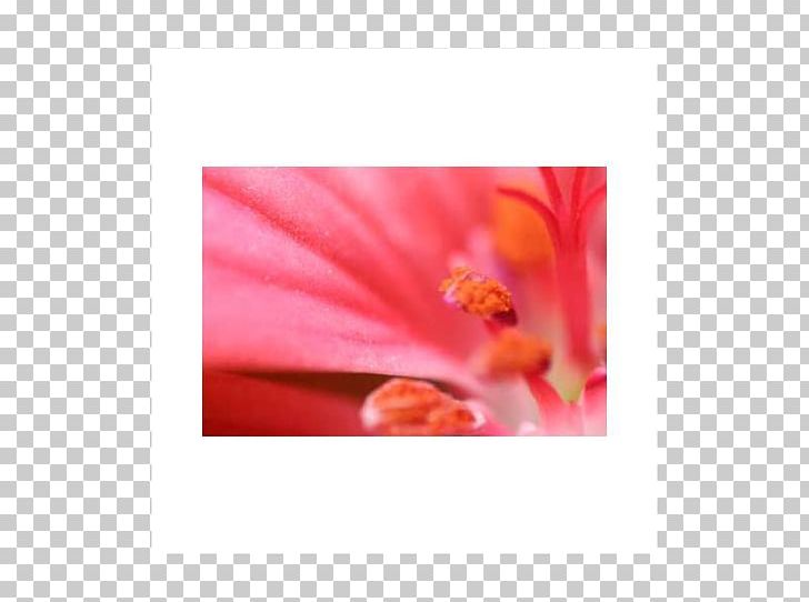 Rosemallows Close-up PNG, Clipart, Closeup, Closeup, Flower, Flowering Plant, Hibiscus Free PNG Download