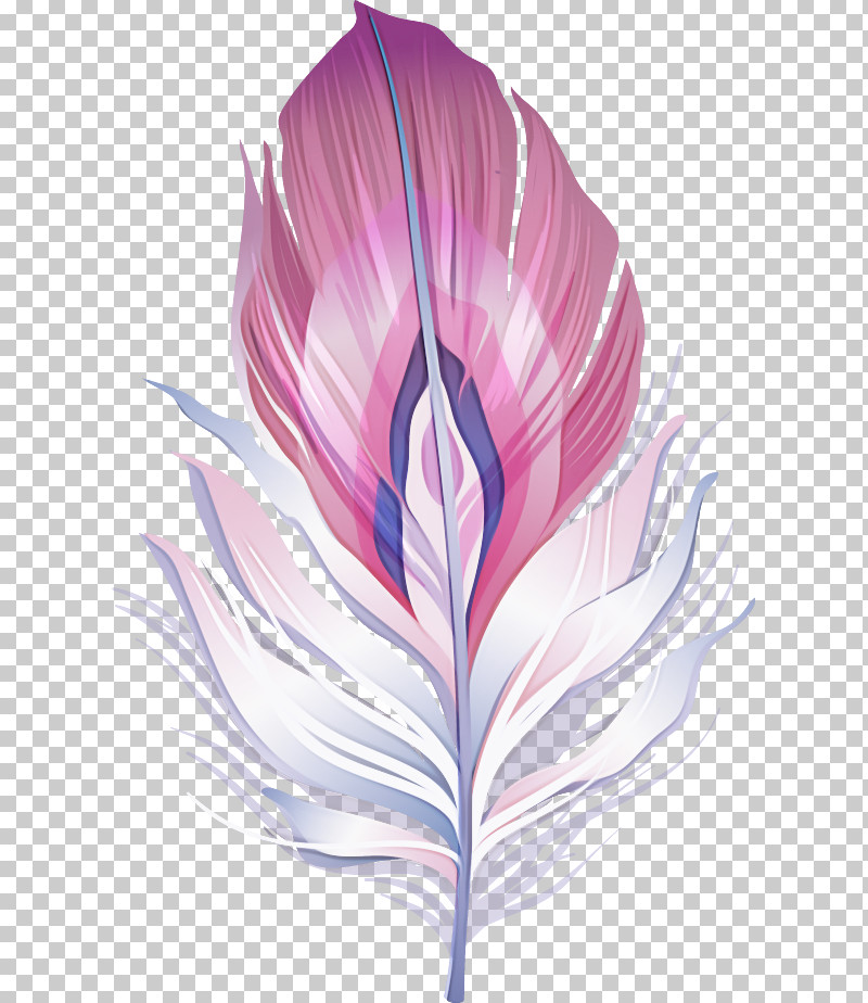 Feather PNG, Clipart, Biology, Feather, Flower, Leaf, Lilac M Free PNG Download