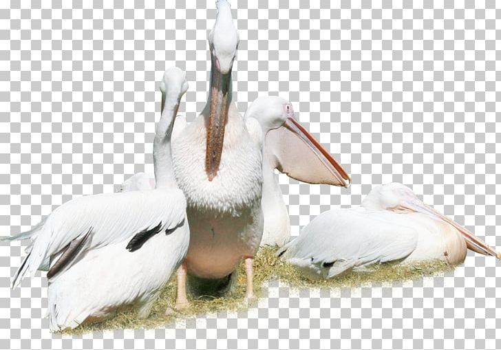 Bird Pelican Duck Crane Animal PNG, Clipart, Animal, Animals, Ardea, Background White, Beak Free PNG Download