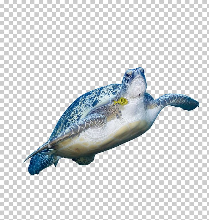 Green Sea Turtle Animal PNG, Clipart, Animals, Beak, Bird, Deepsea, Deepsea Animals Free PNG Download