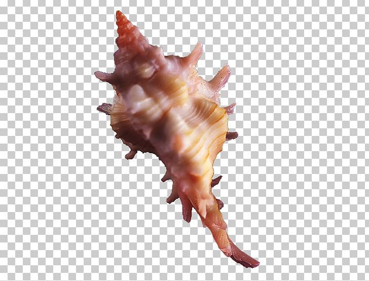 Seashell Conch Computer Graphics PNG, Clipart, Conch, Conchology, Conch Shell, Download, Elements Free PNG Download