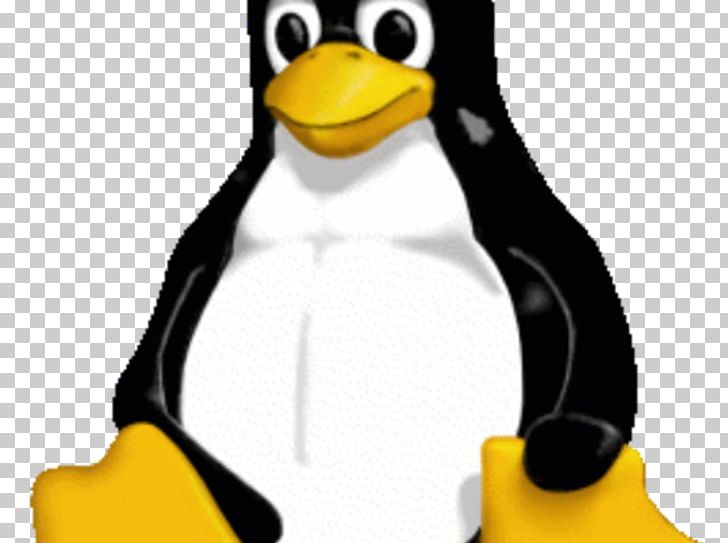 Tux Linux Distribution Arch Linux Linux Professional Institute Certification Programs PNG, Clipart, Bird, Cinnamon, Flightless Bird, King Penguin, Linux Free PNG Download