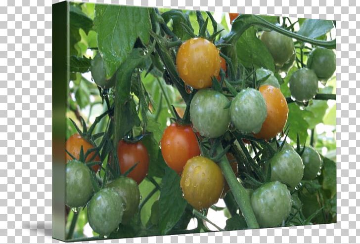 Bush Tomato Vegetarian Cuisine Food Cherry Tomato PNG, Clipart, Bush Tomato, Cherry Tomato, Citrus, Color, Food Free PNG Download