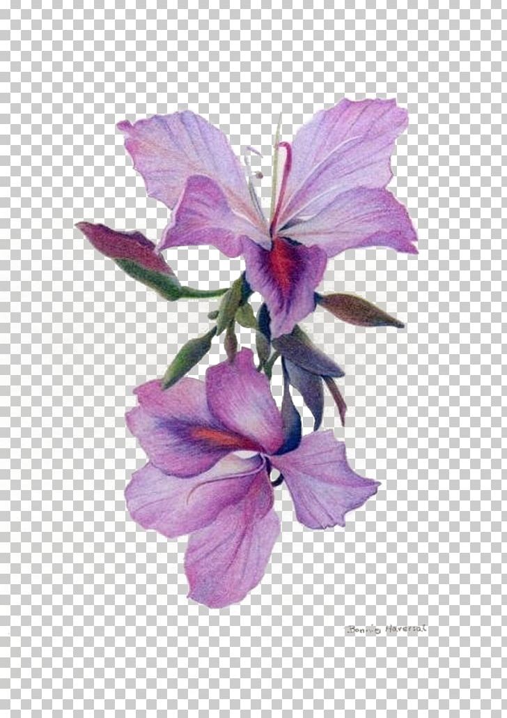 Drawing Orchids Colored Pencil Sketch PNG, Clipart, Botanical Illustration, Color, Draw, Fine Art, Flower Free PNG Download