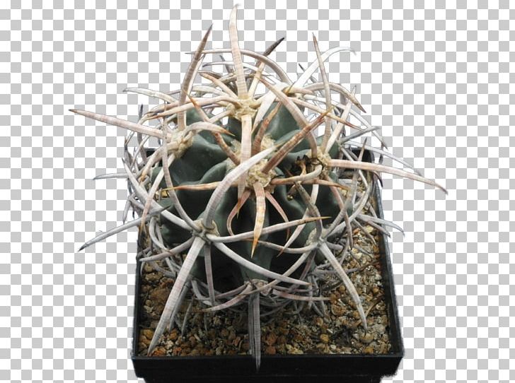 Echinocactus Polycephalus Copiapoa Strombocactus Disciformis Turbinicarpus Pseudomacrochele PNG, Clipart, Austria, Barrel Cactus, Cactaceae, Cactus, Caryophyllales Free PNG Download