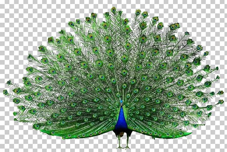 Peafowl Adobe Systems PNG, Clipart, Adobe Illustrator, Adobe Xd, Animals, Beak, Computer Screen Free PNG Download
