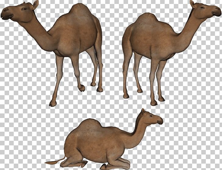 Bactrian Camel Dromedary PNG, Clipart, Animals, Arabian Camel, Bactrian Camel, Camel, Camel Like Mammal Free PNG Download
