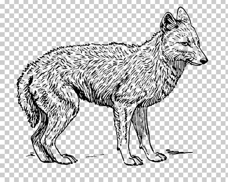 Coyote Gray Wolf Black-backed Jackal PNG, Clipart, Artwork, Black And White, Blackbacked Jackal, Carnivoran, Coloring Book Free PNG Download