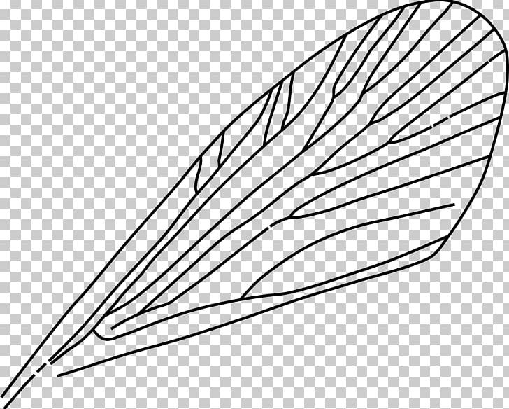 Insect Wing Drawing Airplane PNG, Clipart, Airplane, Angle, Ant, Area, Artwork Free PNG Download