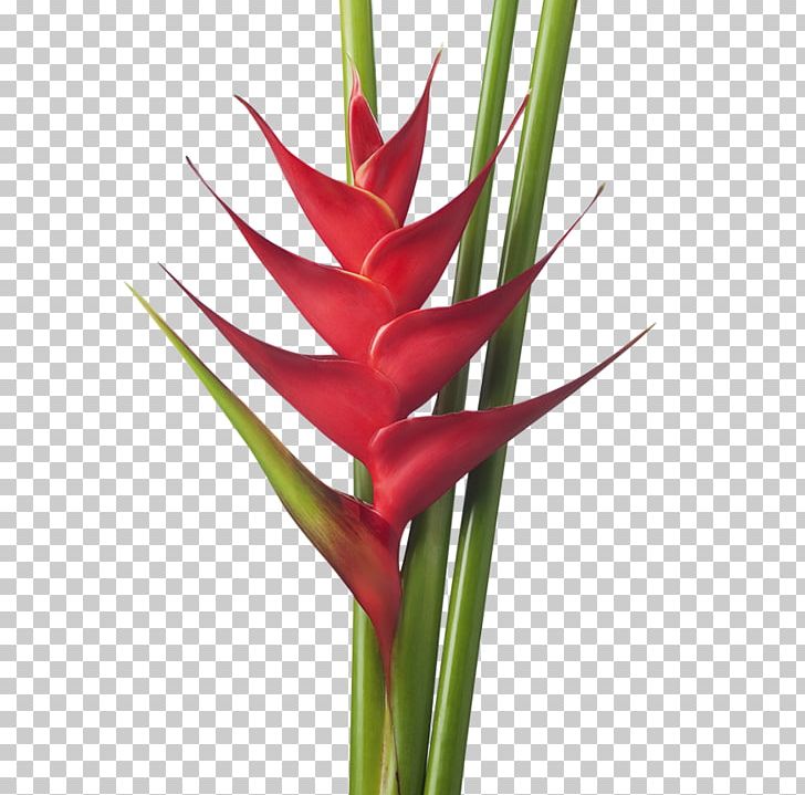 Lobster-claws Cut Flowers Drawing Strelitzia Reginae PNG, Clipart, Bird Of Paradise Flower, Bud, Cut Flowers, Darkness, Drawing Free PNG Download