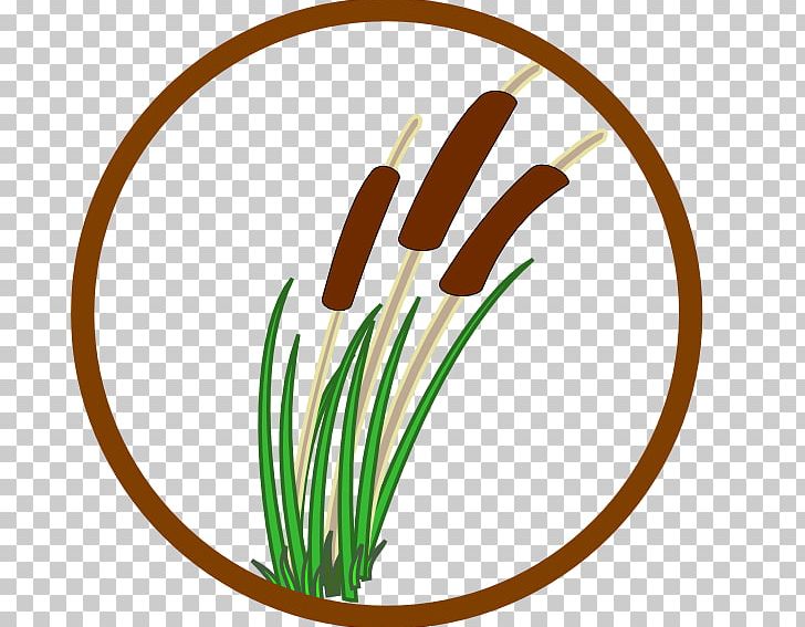 Pantanal Wetland Ecology Wetland Plants PNG, Clipart, Black Marsh Cliparts, Cattail, Flower, Food, Free Content Free PNG Download