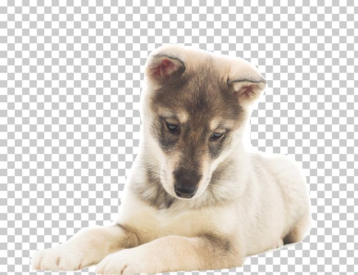 Puppy Saarloos Wolfdog Czechoslovakian Wolfdog Stock Photography PNG, Clipart, Animals, Carnivoran, Dog Breed, Dog Breed Group, Dog Like Mammal Free PNG Download