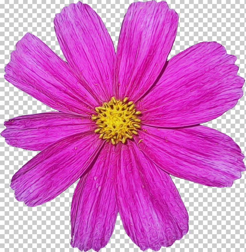 Flower Petal Plant Pink Violet PNG, Clipart, Cosmos, Cut Flowers, Daisy Family, Flower, Paint Free PNG Download