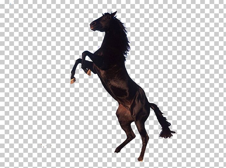 Clydesdale Horse Friesian Horse Stallion Arabian Horse Percheron PNG, Clipart, Animal Figure, Animals, Arabian Horse, Bit, Clydesdale Horse Free PNG Download