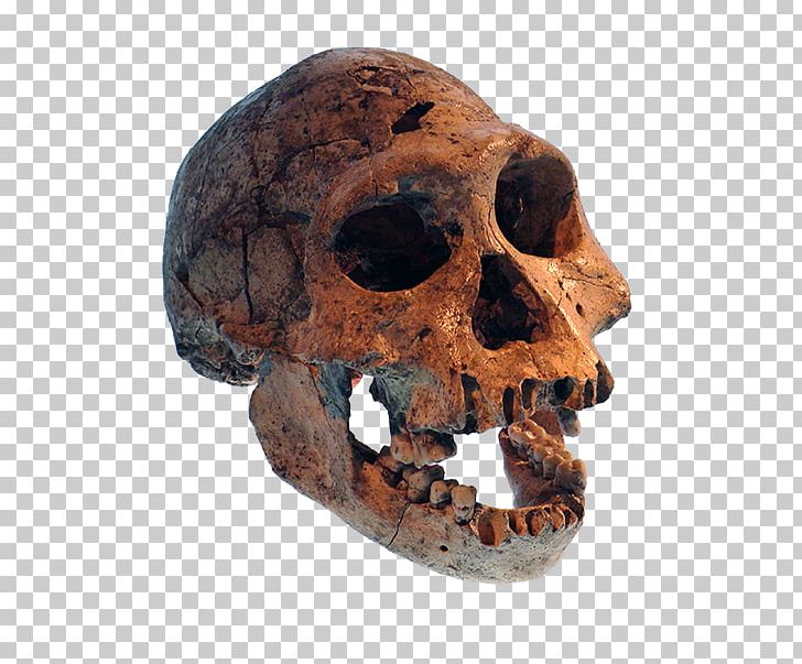 homo sapiens and neanderthals skulls clipart