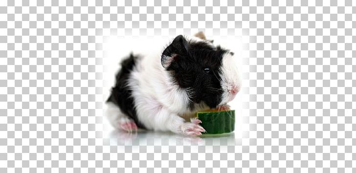 Guinea Pig Stock Photography PNG, Clipart, Animals, Cavia, Depositphotos, Greater Guinea Pig, Guinea Free PNG Download