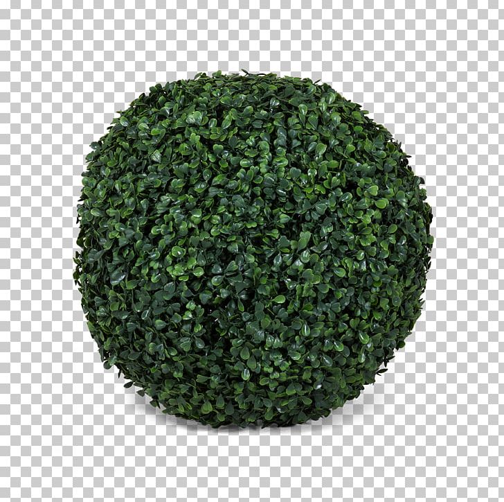 Tree Shrub PNG, Clipart, Grass, Nature, Plant, Shrub, Tree Free PNG Download