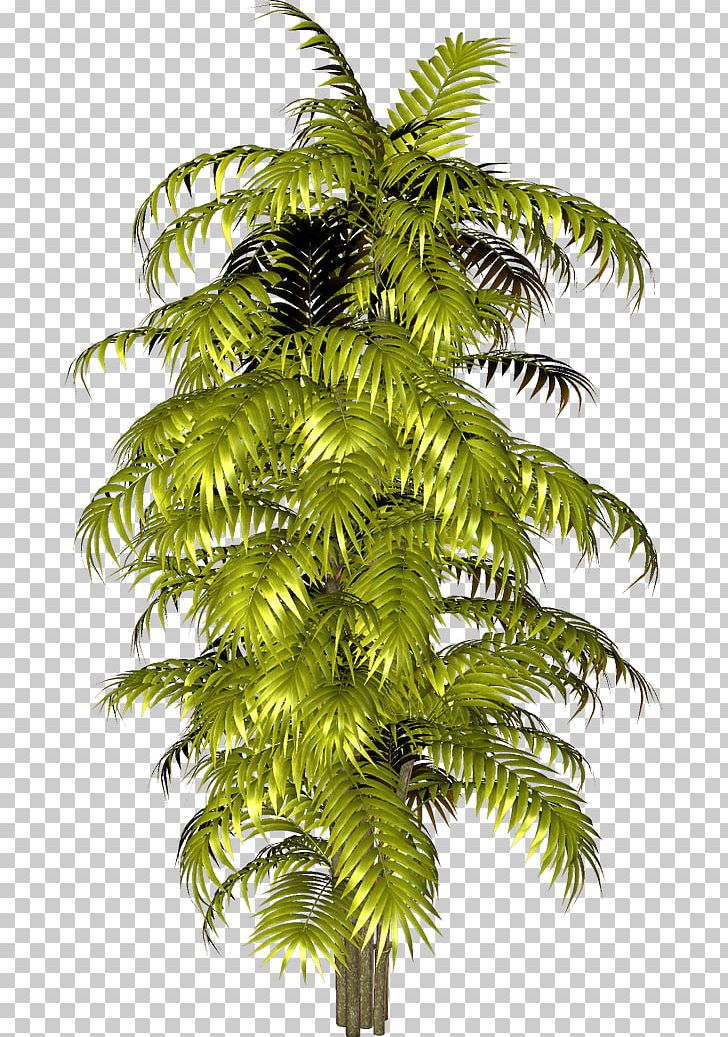 Arecaceae Yandex Photography PNG, Clipart, Arecaceae, Arecales, Art, Deviantart, Evergreen Free PNG Download