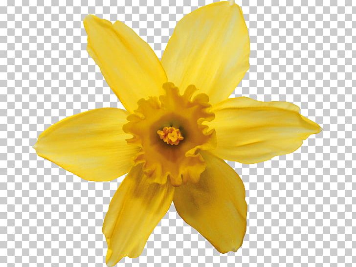 Narcissus Pseudonarcissus Narcissus Tazetta Flower Animation Tulip PNG, Clipart, Amaryllis Family, Animation, Cartoon, Color, Daffodil Free PNG Download