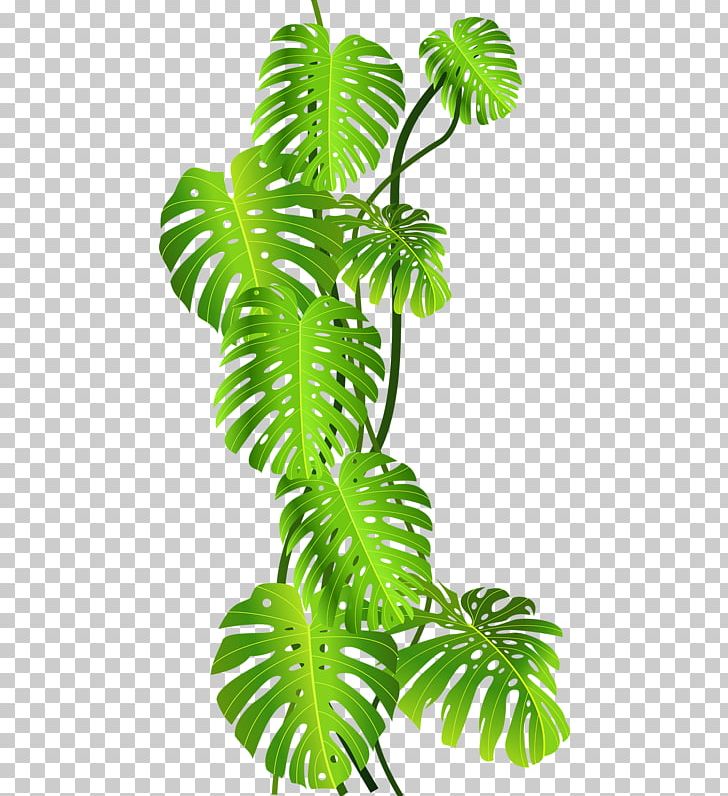 Tropics Jungle Tropical Rainforest PNG, Clipart, Coconut, Coconut Leaves, Coconuts, Encapsulated Postscript, Fall Leaves Free PNG Download