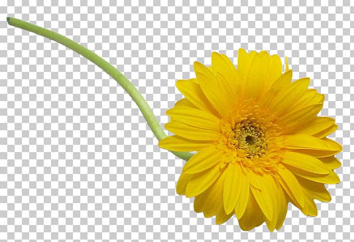 Cut Flowers Oxeye Daisy Daisy Family PNG, Clipart, Arumlily, Calendula, Cut Flowers, Daisy, Daisy Family Free PNG Download