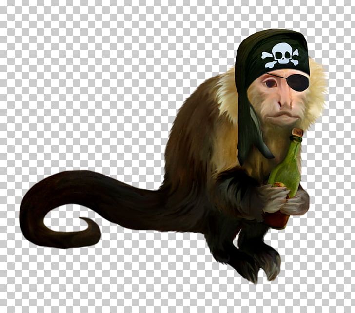 Piracy Monkey Cercopithecidae Ape PNG, Clipart, Animal, Animal Figure, Animals, Ape, Cercopithecidae Free PNG Download