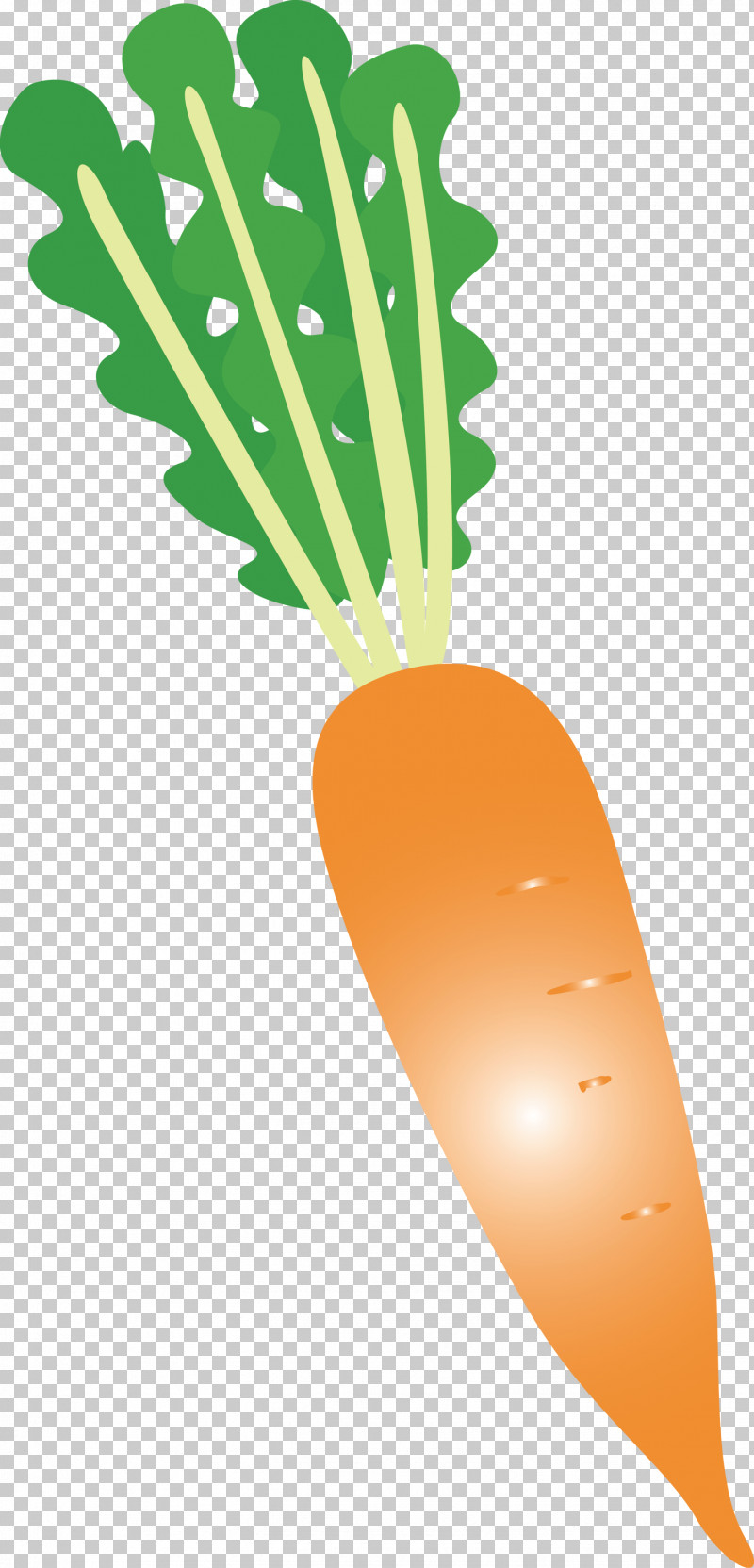 Radish PNG, Clipart, Biology, Carrot, Fruit, Geometry, Line Free PNG Download
